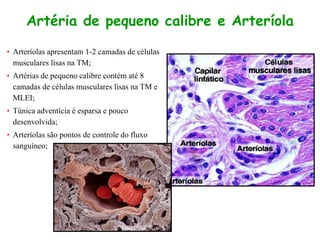 Artéria de pequeno calibre e Arteríola
• Arteríolas apresentam 1-2 camadas de células
musculares lisas na TM;
• Artérias de pequeno calibre contém até 8
camadas de células musculares lisas na TM e
MLEI;
• Túnica adventícia é esparsa e pouco
desenvolvida;
• Arteríolas são pontos de controle do fluxo
sanguíneo;
 