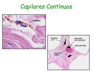 Capilares Contínuos
 