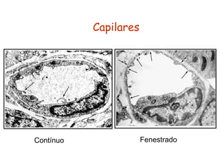 Capilares
Contínuo Fenestrado
 