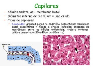 Capilares
• Células endotelias + membrana basal
• Diâmetro interno de 8 a 10 um = uma célula
• Tipos de capilares
• Sinusóides: grandes poros no endotélio descontínuo; membrana
basal descontínua = fígado e órgãos linfóides; presença de
macrófagos entre as células endoteliais; trajeto tortuoso,
calibre aumentado (30 a 40um de diâmetro)
 