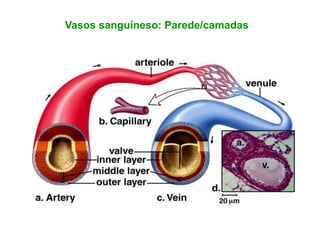 Vasos sanguíneso: Parede/camadas
 