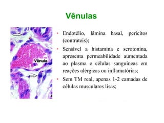Vênulas
• Endotélio, lâmina basal, pericitos
(contrateis);
• Sensível a histamina e serotonina,
apresenta permeabilidade aumentada
ao plasma e células sanguíneas em
reações alérgicas ou inflamatórias;
• Sem TM real, apenas 1-2 camadas de
células musculares lisas;
 