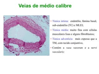 Veias de médio calibre
• Túnica intima: endotélio, lâmina basal,
sub-endotélio (TC) e MLEI;
• Túnica média: muito fina com células
musculares lisas e alguns fibroblastos;
• Túnica adventícia: mais espessa que a
TM, com tecido conjuntivo,
• Contém a vasa vasorum e a nervi
vascularis;
 