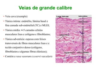 Veias de grande calibre
• Veia cava (exemplo)
• Túnica intima: endotélio, lâmina basal e
fina camada sub-endotelial (TC) e MLEI;
• Túnica média: 4-5 camadas células
musculares lisas e colágeno e fibroblastos;
• Túnica adventícia: espessa com feixes
transversais de fibras musculares lisas e e
tecido conjuntivo denso (colágeno,
fibroblastos e algumas fibras elásticas);
• Contém a vasa vasorum e a nervi vascularis
 