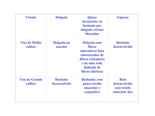 Vênula Delgada Quase
inexistente ou
formada por
delgado extrato
Muscular
Espessa
Veia de Médio
calibre
Delgada ou
ausente
Delgada com
fibras
musculares lisas
entremeados de
fibras reticulares
e de uma rede
delicada de
fibras elásticas
Bastante
desenvolvida
Veia de Grande
calibre
Bastante
desenvolvida
Reduzida com
pouco tecido
muscular e
conjuntivo
Bem
desenvolvida
com tecido
muscular liso
 