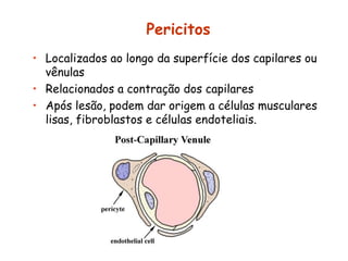 Pericitos
• Localizados ao longo da superfície dos capilares ou
vênulas
• Relacionados a contração dos capilares
• Após lesão, podem dar origem a células musculares
lisas, fibroblastos e células endoteliais.
 