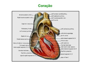 Coração
 