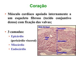 Coração
• Músculo cardíaco apoiado internamente a
um esqueleto fibroso (tecido conjuntivo
denso) com fixação das valvas;
• 3 camadas:
• Epicárdio
(pericárdio visceral)
• Miocárdio
• Endocárdio
 