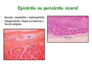 Epicárdio ou pericárdio viceral
• Serosa : mesotélio + submesotélio
• Subepicárdio: Vasos coronários e
tecido adiposo
 