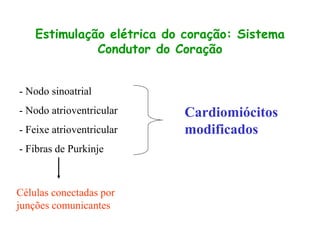 Estimulação elétrica do coração: Sistema
Condutor do Coração
- Nodo sinoatrial
- Nodo atrioventricular
- Feixe atrioventricular
- Fibras de Purkinje
Células conectadas por
junções comunicantes
Cardiomiócitos
modificados
 