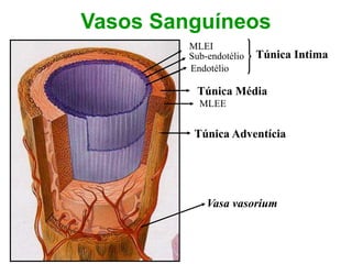 Túnica Adventícia
Túnica Média
Túnica Intima
Endotélio
MLEI
Sub-endotélio
Vasa vasorium
MLEE
Vasos Sanguíneos
 