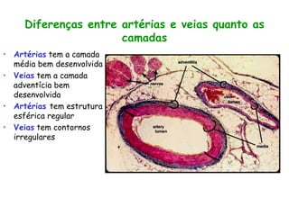 Diferenças entre artérias e veias quanto as
camadas
• Artérias tem a camada
média bem desenvolvida
• Veias tem a camada
adventícia bem
desenvolvida
• Artérias tem estrutura
esférica regular
• Veias tem contornos
irregulares
 