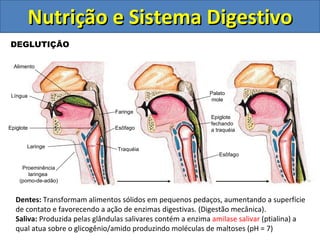 DEGLUTIÇÃO Língua Faringe Esôfago Laringe Proeminência laringea  (pomo-de-adão) Epiglote Traquéia Alimento Esôfago Palato mole Epiglote fechando a traquéia Nutrição e Sistema Digestivo Dentes:  Transformam alimentos sólidos em pequenos pedaços, aumentando a superfície de contato e favorecendo a ação de enzimas digestivas. (Digestão mecânica). Saliva:  Produzida pelas glândulas salivares contém a enzima  amilase salivar  (ptialina) a qual atua sobre o glicogênio/amido produzindo moléculas de maltoses (pH = 7) 