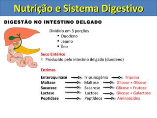 Nutrição e Sistema Digestivo DIGESTÃO NO INTESTINO DELGADO Dividido em 3 porções Duodeno Jejuno Íleo Suco Entérico Produzido pelo intestino delgado (duodeno) Enzimas Enteroquinase   Tripsinogênio  Tripsina Maltase  Maltose  Glicose + Glicose Sacarase  Sacarose  Glicose + Frutose Lactase  Lactose  Glicose + Galactose Peptidase  Peptídeos  Aminoácidos 