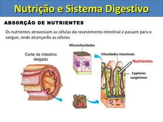 Nutrição e Sistema Digestivo ABSORÇÃO DE NUTRIENTES Os nutrientes atravessam as células do revestimento intestinal e passam para o sangue, onde alcançarão as células. Capilares sangüíneos Microvilosidades Corte de intestino delgado Vilosidades intestinais Nutrientes 