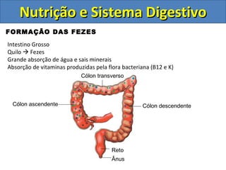 Nutrição e Sistema Digestivo FORMAÇÃO DAS FEZES Intestino Grosso Quilo    Fezes Grande absorção de água e sais minerais Absorção de vitaminas produzidas pela flora bacteriana (B12 e K) Ânus Reto Cólon ascendente Cólon transverso Cólon descendente 