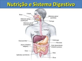 Boca L íngua Glândula salivar (parótida) Glândula salivar (sublingual) Glândula salivar (submandibular) Faringe Esôfago Estômago Jejuno (intestino delgado) Ceco Apêndice vermiforme Colo descendente (intestino grosso) Reto Ânus Fígado Vesícula biliar Pâncreas Nutrição e Sistema Digestivo 