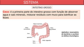 aula sistema digestorio com anatomia .pptx