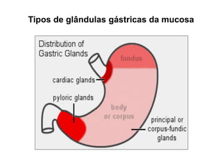 Tipos de glândulas gástricas da mucosa
 