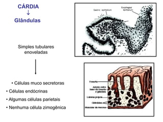 Simples tubulares
enoveladas
• Células muco secretoras
• Células endócrinas
• Algumas células parietais
• Nenhuma célula zimogênica
CÁRDIA

Glândulas
 