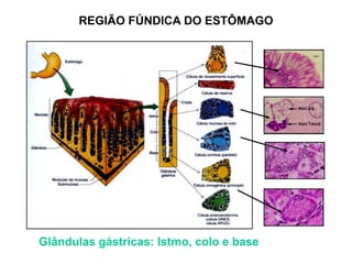REGIÃO FÚNDICA DO ESTÔMAGO
Glândulas gástricas: Istmo, colo e base
 