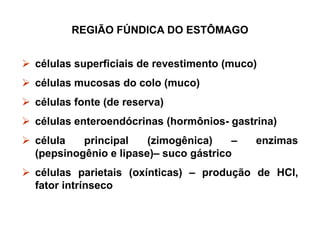 REGIÃO FÚNDICA DO ESTÔMAGO
 células superficiais de revestimento (muco)
 células mucosas do colo (muco)
 células fonte (de reserva)
 células enteroendócrinas (hormônios- gastrina)
 célula principal (zimogênica) – enzimas
(pepsinogênio e lipase)– suco gástrico
 células parietais (oxínticas) – produção de HCl,
fator intrínseco
 