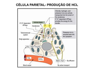 CÉLULA PARIETAL- PRODUÇÃO DE HCL
 