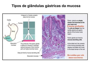 Tipos de glândulas gástricas da mucosa
Fossetas profundas
Revestidas por cels
muco-secretoras
 