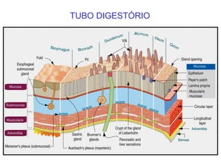 TUBO DIGESTÓRIO
 