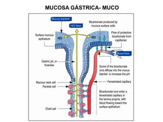MUCOSA GÁSTRICA- MUCO
 