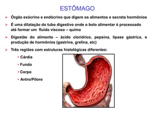 ESTÔMAGO
 Órgão exócrino e endócrino que digere os alimentos e secreta hormônios
 É uma dilatação do tubo digestivo onde o bolo alimentar é processado
até formar um fluido viscoso – quimo
 Digestão do alimento – ácido clorídrico, pepsina, lipase gástrica, e
produção de hormônios (gastrina, grelina, etc)
 Três regiões com estruturas histológicas diferentes:
• Cárdia
• Fundo
• Corpo
• Antro/Piloro
 
