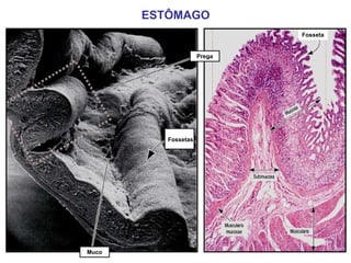 Fosseta
ESTÔMAGO
Fossetas
Prega
Muco
 