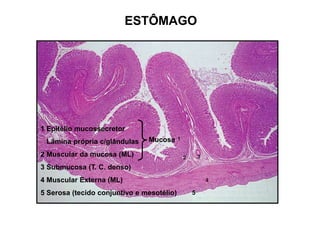 ESTÔMAGO
1 Epitélio mucossecretor
Lâmina própria c/glândulas
2 Muscular da mucosa (ML)
3 Submucosa (T. C. denso)
4 Muscular Externa (ML)
5 Serosa (tecido conjuntivo e mesotélio) 5
Mucosa
 