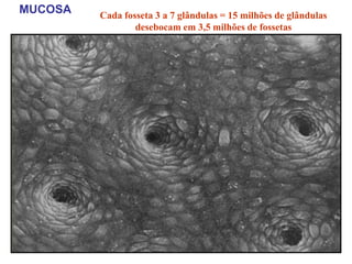 MUCOSA Cada fosseta 3 a 7 glândulas = 15 milhões de glândulas
desebocam em 3,5 milhões de fossetas
 