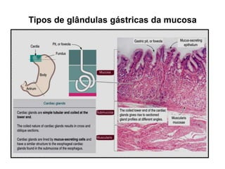 Tipos de glândulas gástricas da mucosa
 