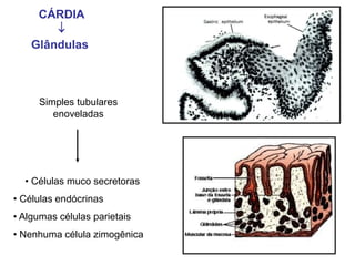 Simples tubulares
enoveladas
• Células muco secretoras
• Células endócrinas
• Algumas células parietais
• Nenhuma célula z...