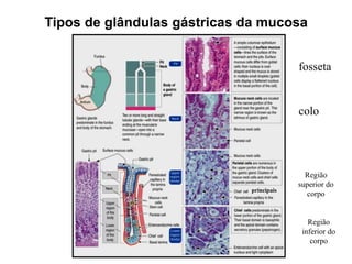Tipos de glândulas gástricas da mucosa
fosseta
colo
Região
superior do
corpo
Região
inferior do
corpo
principais
 