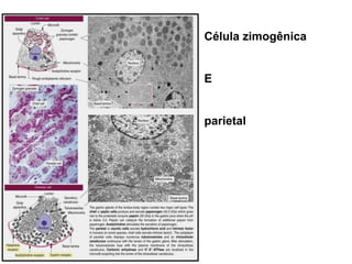 Célula zimogênica
E
parietal
 
