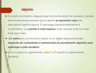 Jejuno
 É a parte do intestino delgado que faz continuação ao duodeno, recebe
este nome porque sempre que é aberto se apresenta vazio (do
latim jejune significa jejum). É mais largo (aproximadamente 4
centímetros), sua parede é mais espessa, mais vascular e de cor mais
forte que o íleo.
 2.5 metros em um humano adulto. É um órgão responsável pela
absorção de carboidratos e aminoácidos já parcialmente digeridos pelo
estômago e pelo duodeno.
 O pH no jejuno é, geralmente, entre 7 e 9 (neutro ou ligeiramente
alcalino).
 
