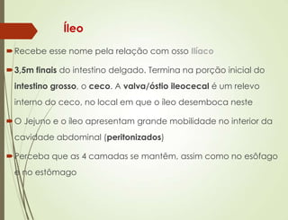 Íleo
Recebe esse nome pela relação com osso Ilíaco
3,5m finais do intestino delgado. Termina na porção inicial do
intestino grosso, o ceco. A valva/óstio ileocecal é um relevo
interno do ceco, no local em que o íleo desemboca neste
O Jejuno e o íleo apresentam grande mobilidade no interior da
cavidade abdominal (peritonizados)
Perceba que as 4 camadas se mantêm, assim como no esôfago
e no estômago
 
