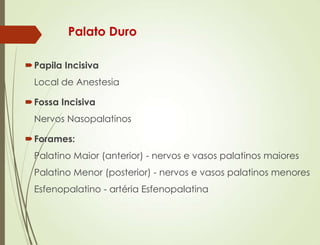Palato Duro
Papila Incisiva
Local de Anestesia
Fossa Incisiva
Nervos Nasopalatinos
Forames:
Palatino Maior (anterior) - nervos e vasos palatinos maiores
Palatino Menor (posterior) - nervos e vasos palatinos menores
Esfenopalatino - artéria Esfenopalatina
 