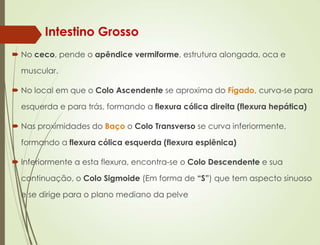  No ceco, pende o apêndice vermiforme, estrutura alongada, oca e
muscular.
 No local em que o Colo Ascendente se aproxima do Fígado, curva-se para
esquerda e para trás, formando a flexura cólica direita (flexura hepática)
 Nas proximidades do Baço o Colo Transverso se curva inferiormente,
formando a flexura cólica esquerda (flexura esplênica)
 Inferiormente a esta flexura, encontra-se o Colo Descendente e sua
continuação, o Colo Sigmoide (Em forma de “S”) que tem aspecto sinuoso
e se dirige para o plano mediano da pelve
Intestino Grosso
 