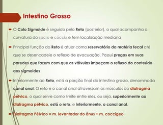  O Colo Sigmoide é seguido pelo Reto (posterior), o qual acompanha a
curvatura do sacro e cóccix e tem localização mediana
 Principal função do Reto é atuar como reservatório da matéria fecal até
que se desencadeie o reflexo de evacuação. Possui pregas em suas
paredes que fazem com que as válvulas impeçam o refluxo do conteúdo
aos sigmoides
 Inferiormente ao Reto, está a porção final do intestino grosso, denominada
canal anal. O reto e o canal anal atravessam os músculos do diafragma
pélvico, o qual serve como limite entre eles, ou seja, superiormente ao
diafragma pélvico, está o reto, e inferiormente, o canal anal.
 Diafragma Pélvico = m. levantador do ânus + m. coccígeo
Intestino Grosso
 