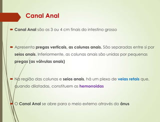  Canal Anal são os 3 ou 4 cm finais do intestino grosso
 Apresenta pregas verticais, as colunas anais. São separadas entre si por
seios anais. Inferiormente, as colunas anais são unidas por pequenas
pregas (as válvulas anais)
 Na região das colunas e seios anais, há um plexo de veias retais que,
quando dilatadas, constituem as hemorroidas
 O Canal Anal se abre para o meio externo através do ânus
Canal Anal
 