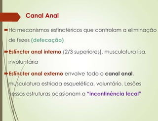 Há mecanismos esfinctéricos que controlam a eliminação
de fezes (defecação)
Esfíncter anal interno (2/3 superiores), musculatura lisa,
involuntária
Esfíncter anal externo envolve todo o canal anal,
musculatura estriada esquelética, voluntário. Lesões
nessas estruturas ocasionam a “incontinência fecal”
Canal Anal
 