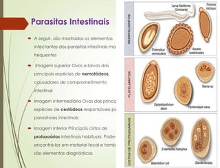 Parasitas Intestinais
 A seguir, são mostrados os elementos
infectantes dos parasitas intestinais mais
frequentes
 Imagem superior Ovos e larvas das
principais espécies de nematódeos,
causadores de comprometimento
intestinal
 Imagem intermediária Ovos das principais
espécies de cestódeos responsáveis pelas
parasitoses intestinais
 Imagem inferior Principais cistos de
protozoários intestinais habituais. Pode-se
encontrá-los em material fecal e também
são elementos diagnósticos
 