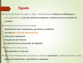 Fígado
 Maior glândula do corpo (1.5kg) , imediatamente abaixo do Diafragma e
principalmente na porção direita do abdome, anterior ao rim e posterior às
costelas
 Desempenha importante papéis:
Metabolismo de carboidratos, gorduras e proteínas
Secreta Bile com pH entre 8,0 e 8,5
Defesa do organismo
Depuração de Toxinas
Armazena Ferro (coloração do Fígado)
 Dividido em duas faces:
Diafragmática e Visceral
 Pela face Diafragmática podem se observar dois lobos, separados entre si pelo
ligamento falciforme: Lobo Direito e Esquerdo.
 