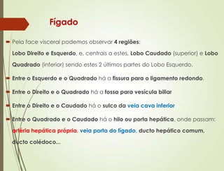 Fígado
 Pela face visceral podemos observar 4 regiões:
Lobo Direito e Esquerdo, e, centrais a estes, Lobo Caudado (superior) e Lobo
Quadrado (inferior) sendo estes 2 últimos partes do Lobo Esquerdo.
 Entre o Esquerdo e o Quadrado há a fissura para o ligamento redondo.
 Entre o Direito e o Quadrado há a fossa para vesícula biliar
 Entre o Direito e o Caudado há o sulco da veia cava inferior
 Entre o Quadrado e o Caudado há o hilo ou porta hepática, onde passam:
artéria hepática própria, veia porta do fígado, ducto hepático comum,
ducto colédoco...
 