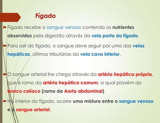 Fígado
Fígado recebe o sangue venoso contendo os nutrientes
absorvidos pela digestão através da veia porta do fígado.
Para sair do fígado, o sangue deve seguir por uma das veias
hepáticas, últimas tributárias da veia cava inferior.
O sangue arterial lhe chega através da artéria hepática própria,
que é ramo da artéria hepática comum, a qual provém do
tronco celíaco (ramo da Aorta abdominal)
No interior do fígado, ocorre uma mistura entre o sangue venoso
e o sangue arterial.
 