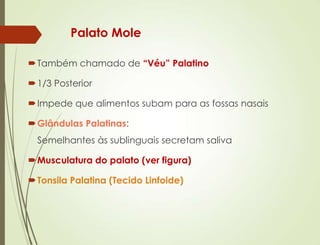 Palato Mole
Também chamado de “Véu” Palatino
1/3 Posterior
Impede que alimentos subam para as fossas nasais
Glândulas Palatinas:
Semelhantes às sublinguais secretam saliva
Musculatura do palato (ver figura)
Tonsila Palatina (Tecido Linfoide)
 